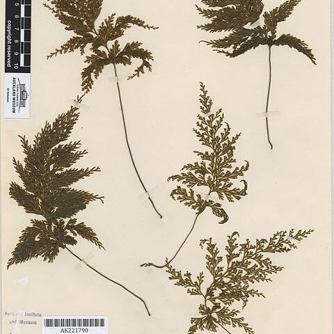 Hymenophyllum demissum unspecified picture