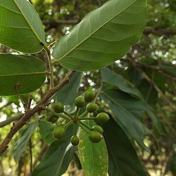 Huberantha unspecified picture