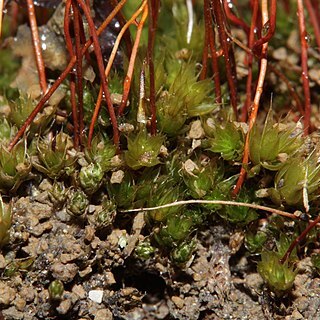 Bryum creberrimum unspecified picture