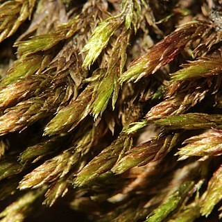 Bryum alpinum unspecified picture