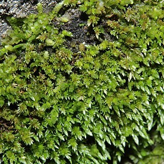 Anomobryum unspecified picture