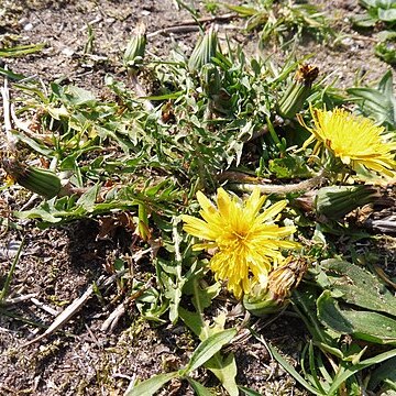 Taraxacum plumbeum unspecified picture