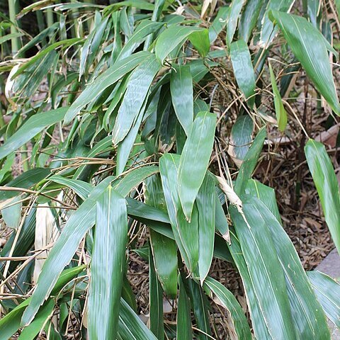 Indocalamus tessellatus unspecified picture