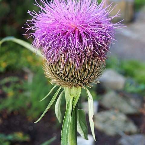 Leuzea centauroides unspecified picture