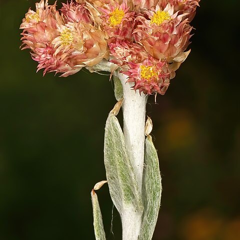 Helichrysum appendiculatum unspecified picture