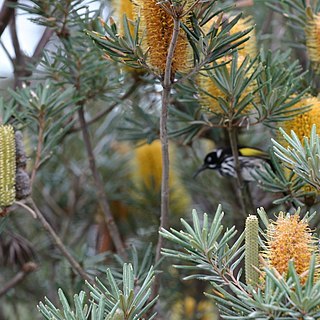 Banksia verticillata unspecified picture