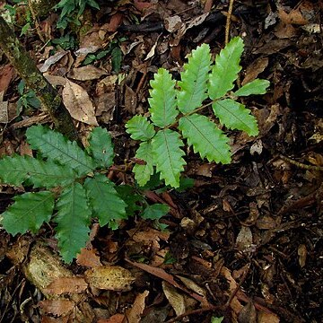 Cupaniopsis flagelliformis unspecified picture