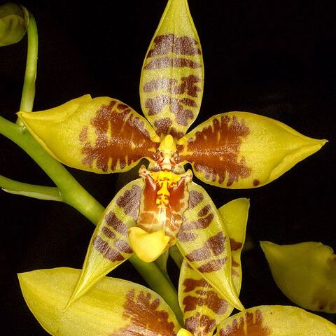 Rossioglossum schlieperianum unspecified picture