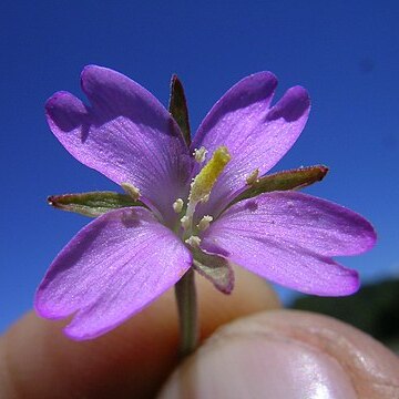 Epilobium billardierianum unspecified picture