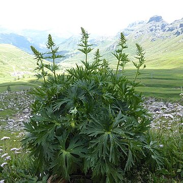 Aconitum lamarckii unspecified picture