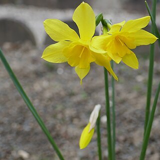 Narcissus x odorus unspecified picture