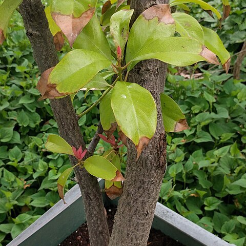 Machilus yunnanensis unspecified picture