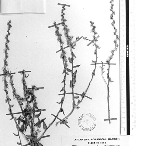 Halothamnus auriculus subsp. acutifolius unspecified picture