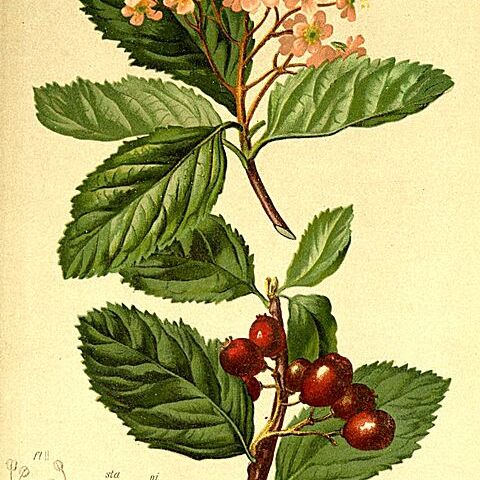 Chamaemespilus unspecified picture