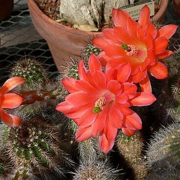 Echinocereus polyacanthus unspecified picture