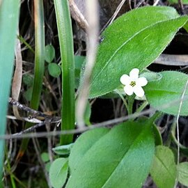 Myosotis lytteltonensis unspecified picture