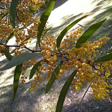 Acacia macradenia unspecified picture