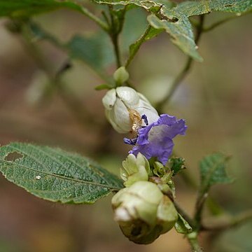 Strobilanthes lupulina unspecified picture