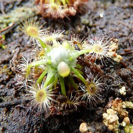 Drosera pycnoblasta unspecified picture