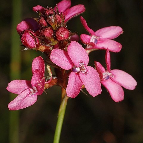 Stylidium unspecified picture