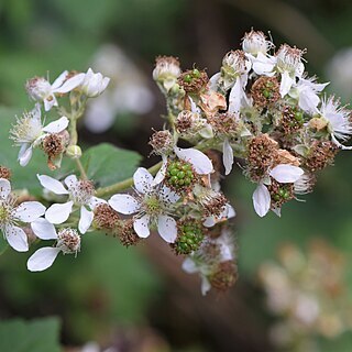 Rubus crispomarginatus unspecified picture