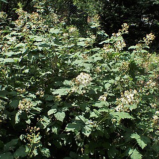 Rubus crispomarginatus unspecified picture