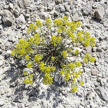 Alyssum serpyllifolium unspecified picture