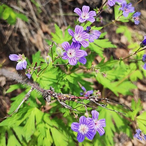 Geranium pseudosibiricum unspecified picture