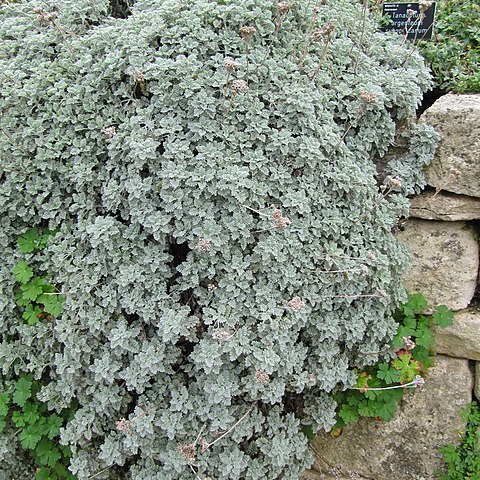 Tanacetum argenteum unspecified picture