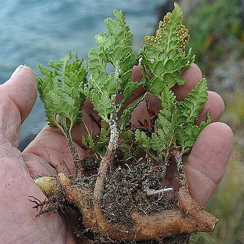 Polystichum plicatum unspecified picture