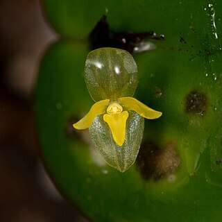 Pleurothallis baudoensis unspecified picture