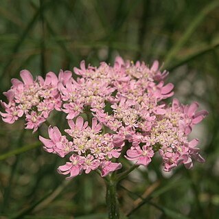 Heracleum austriacum subsp. siifolium unspecified picture