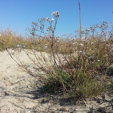 Gypsophila fastigiata unspecified picture