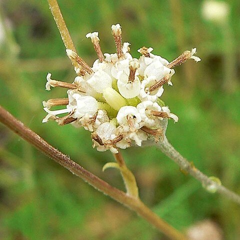 Hymenopappus filifolius var. eriopodus unspecified picture