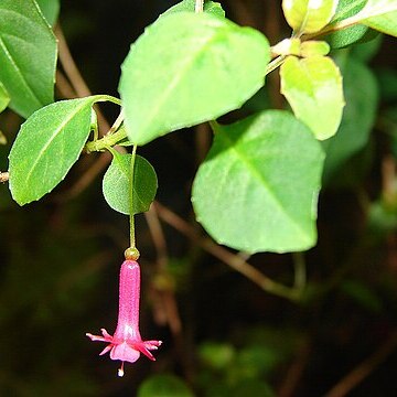 Fuchsia thymifolia unspecified picture