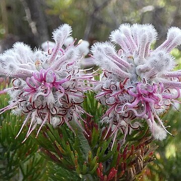 Paranomus abrotanifolius unspecified picture