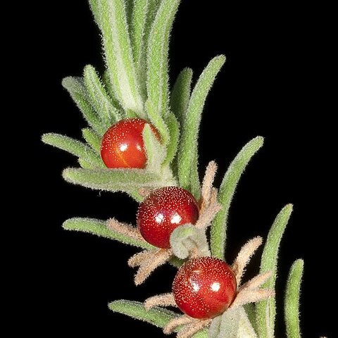 Teucrium puberulum unspecified picture