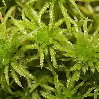 Sphagnum riparium unspecified picture