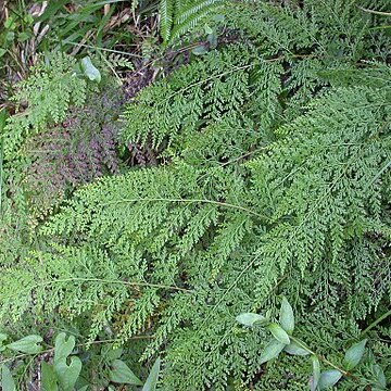 Odontosoria chinensis unspecified picture