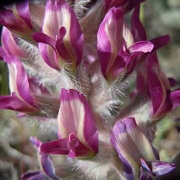 Astragalus mollissimus var. mogollonicus unspecified picture