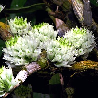 Dendrobium capituliflorum unspecified picture