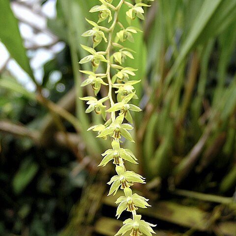 Dendrochilum abbreviatum unspecified picture