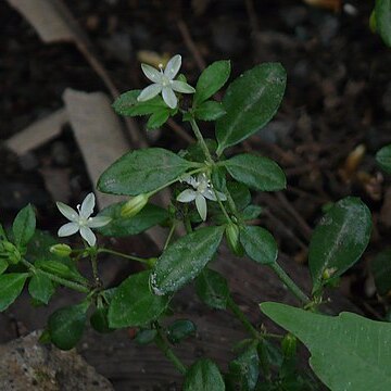 Glinus oppositifolius unspecified picture