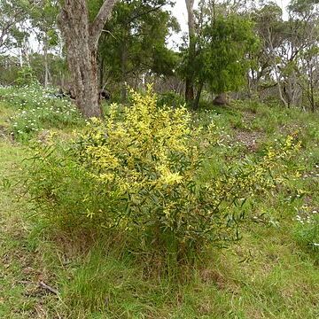 Acacia sophorae unspecified picture