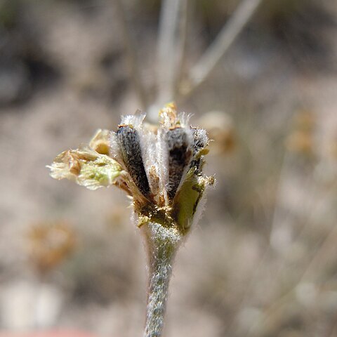 Hymenopappus filifolius var. idahoensis unspecified picture