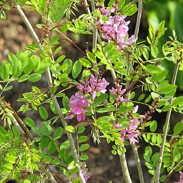 Indigofera himalayensis unspecified picture