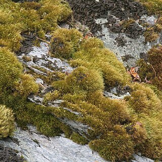 Paraleucobryum longifolium unspecified picture