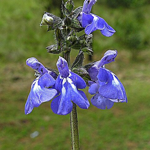 Salvia thymoides unspecified picture