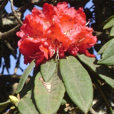 Rhododendron arboreum unspecified picture