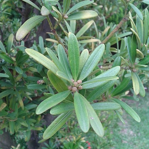 Podocarpus costalis unspecified picture